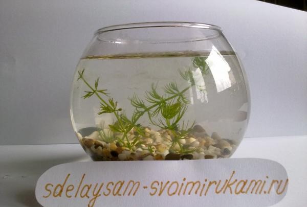 Aquarium in einer Vase