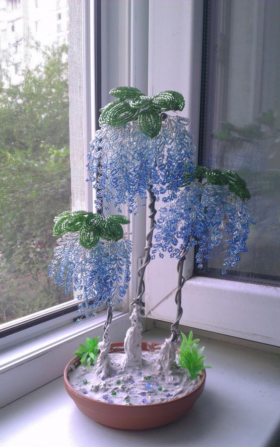 Blue wisteria