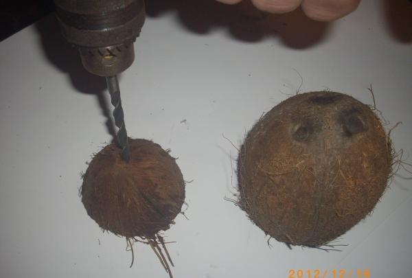 Kokosnøttpennholder