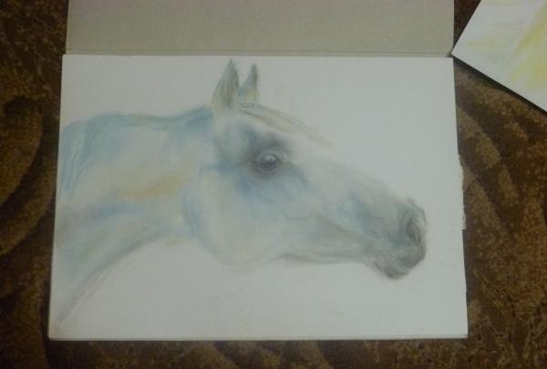 We tekenen een portret van een zout paard