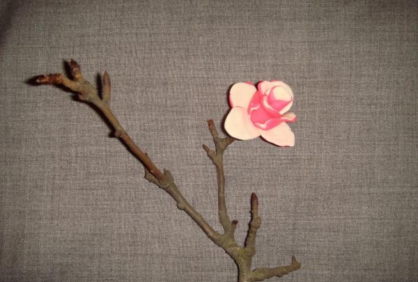 Kvist av magnolia