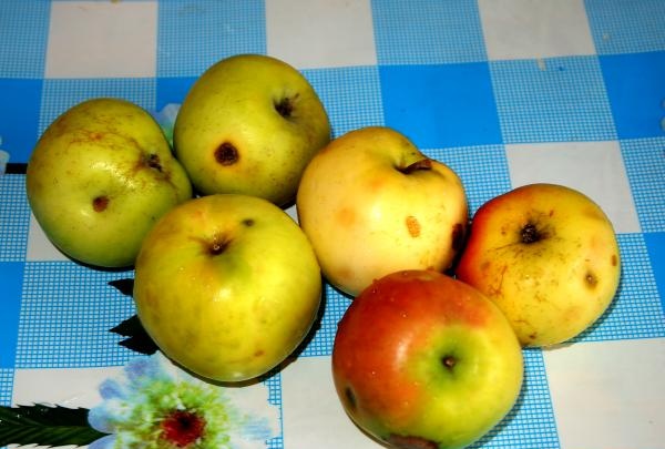 æbler