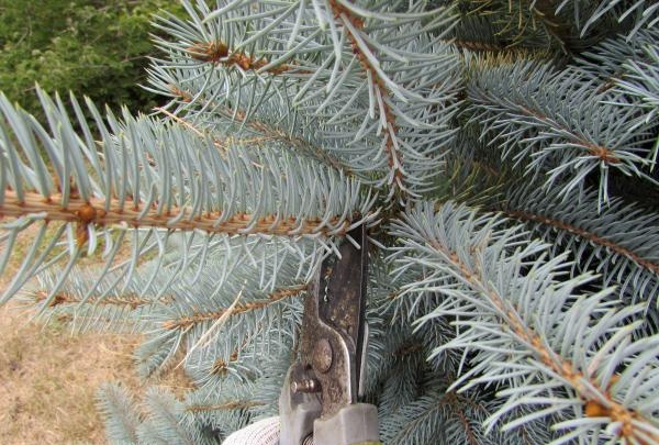 Wie man Nadelbäume für den Winter bedeckt
