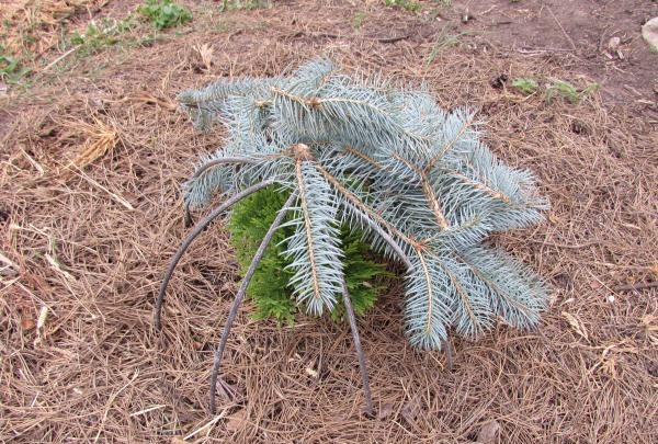 Как да покрием иглолистни дървета за зимата