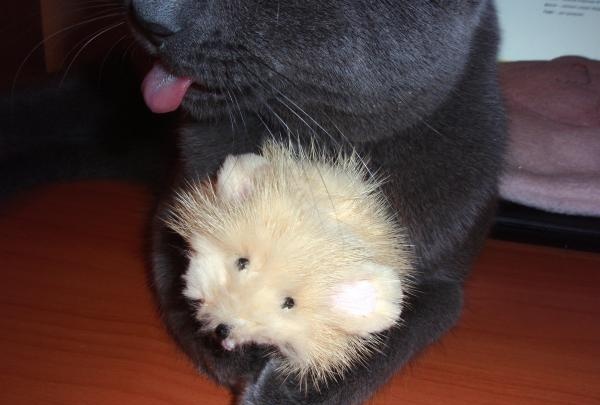 Rato de brinquedo de peles para gato