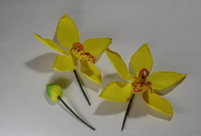 Atölye orkide dallar