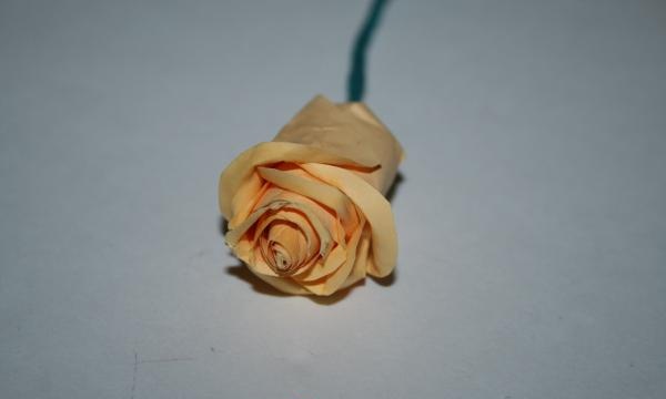mugure de trandafir pe jumătate deschisă