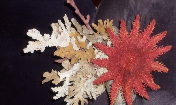 Compoziția coralului cu o stea
