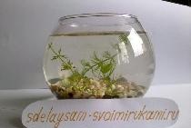 Aquarium sa isang plorera