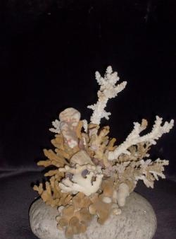 Corales y conchas en el interior de la casa.