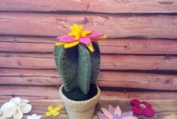 Plst kaktusu v květináči