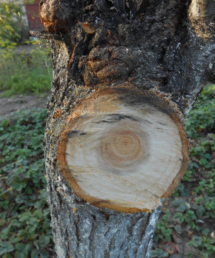 Sanitarna obrezivanje stabala u jesen