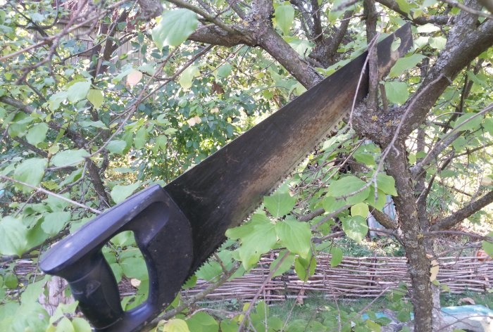 Sanitary pruning of trees in autumn