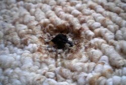 How to repair a burnt carpet