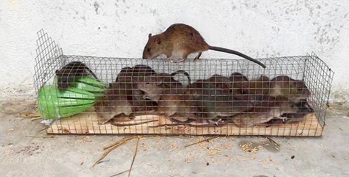 Armadilha simples para pequenos roedores