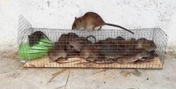 Simple trap for small rodents