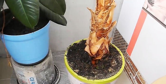 Kaip auginti porcini grybus ant palangės