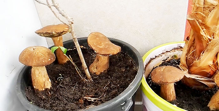 Hogyan növekszik a porcini gombát az ablakpárkányon