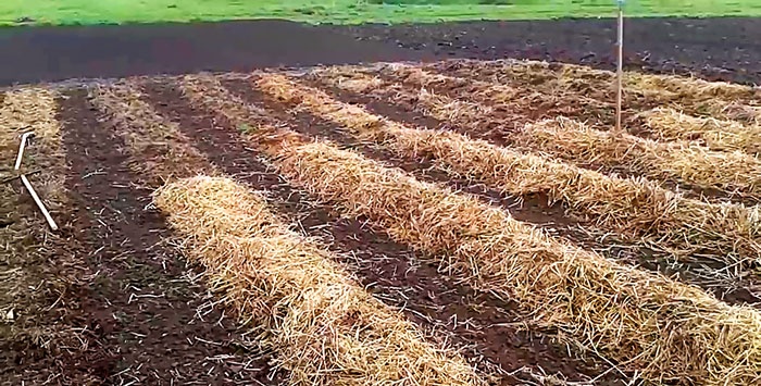 Planter des pommes de terre sans pelle