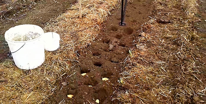 נטיעת תפוחי אדמה ללא חפירה