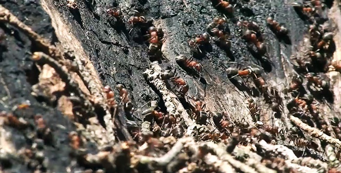 7 techniques efficaces de contrôle des fourmis