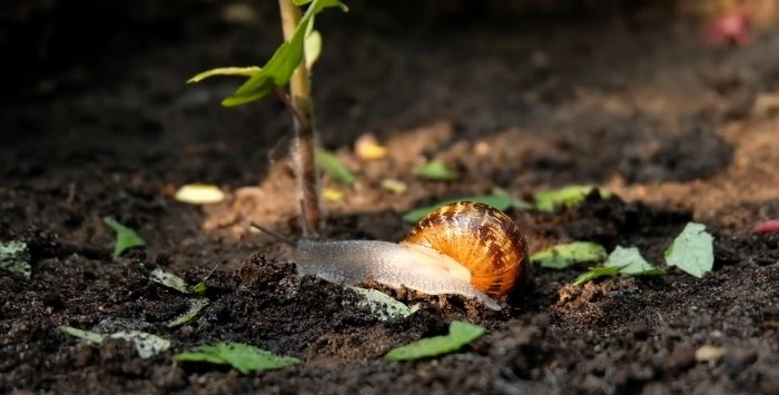 Protecting seedlings from snails with electric current