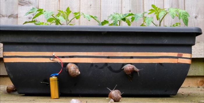 Pagprotekta sa mga punla mula sa mga snails na may electric current