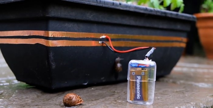 Pagprotekta sa mga punla mula sa mga snails na may electric current