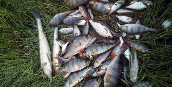 Räuchern von Fischen beim Fischen ist schnell einfach lecker Mein Bericht