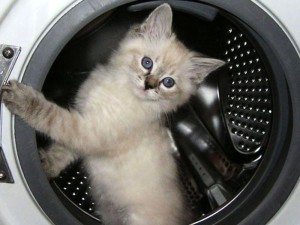 vòng bít của máy giặt bị rách